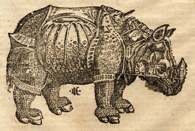 Rhino